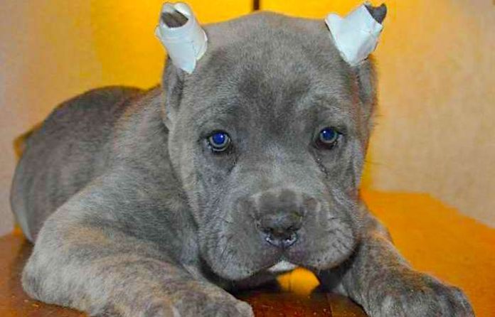 Uruguay aprueba ley que prohíbe las cirugías estéticas en animales domésticos