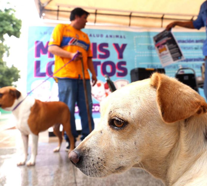 Inicia San Nicolás campaña gratuita de salud animal