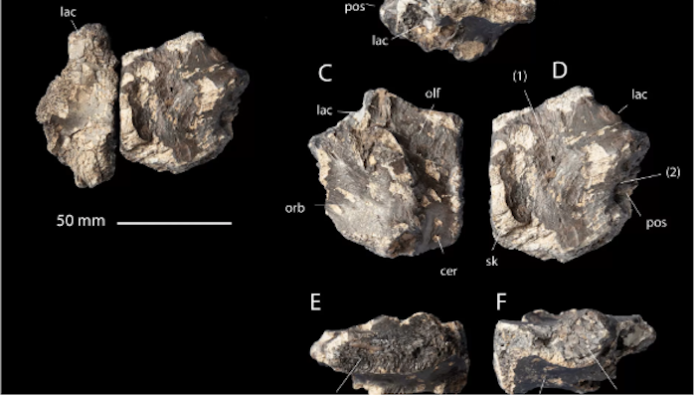 Hallan los restos de un tiranosaurio en un cajón en el Museo del Desierto de Saltillo