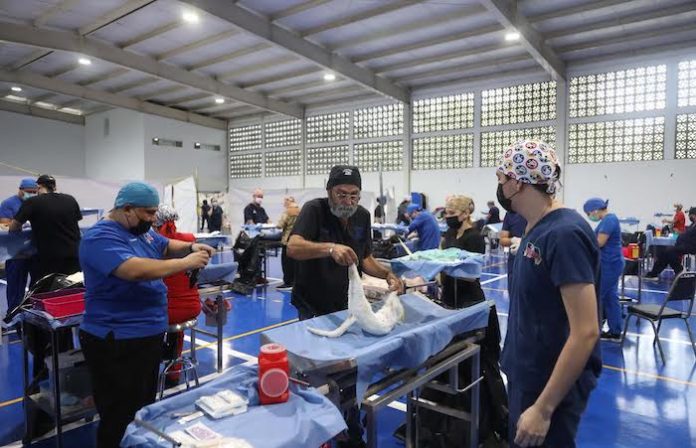 San Nicolás invita a campaña de esterilización felina gratuita