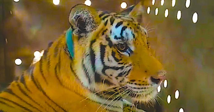 Video: “Tita” está a salvo y bajo cuidado especializado