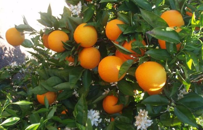 Aumentan lluvias la producción agrícola en Nuevo León para 2024 y 2025