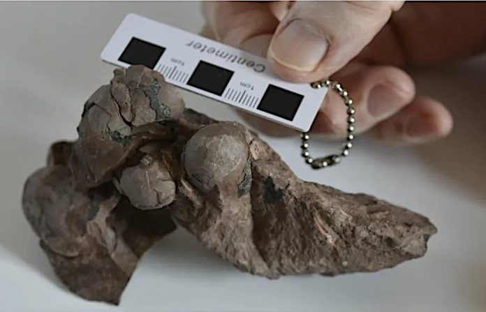 Científicos chinos descubren el huevo de dinosaurio más pequeño del mundo