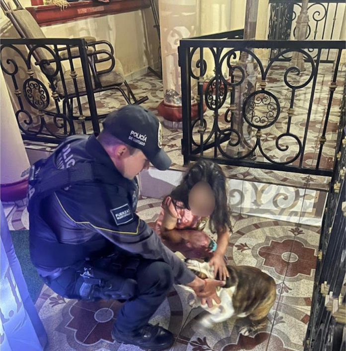 Video: Rescatan a “Frida”, la perrita robada en Santiago, gracias a la colaboración comunitaria