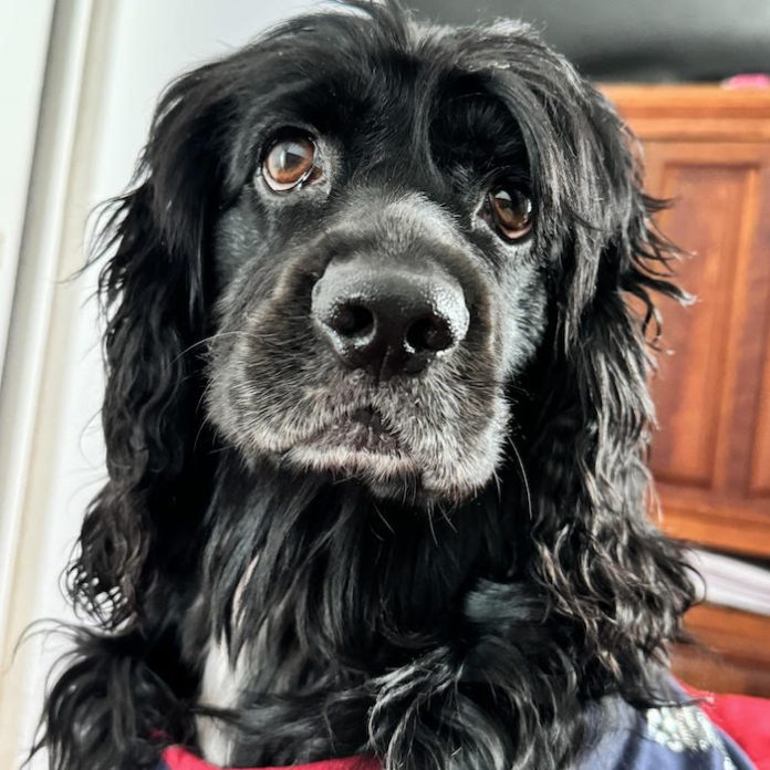 Plantea Armando Corona reformas para proteger a animales de compañía en casos de divorcio