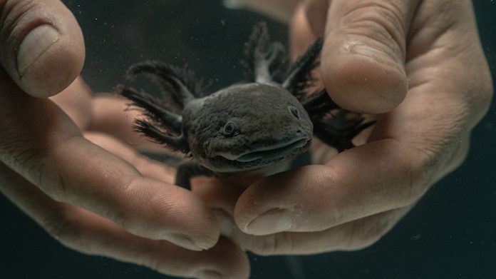 ¿Adiós a los ajolotes? Alertan sobre su posible desaparición en aguas de la CDMX en 2025