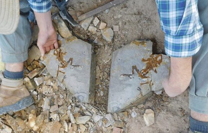 Científico argentino descubre fósil de renacuajo gigante más antiguo registrado