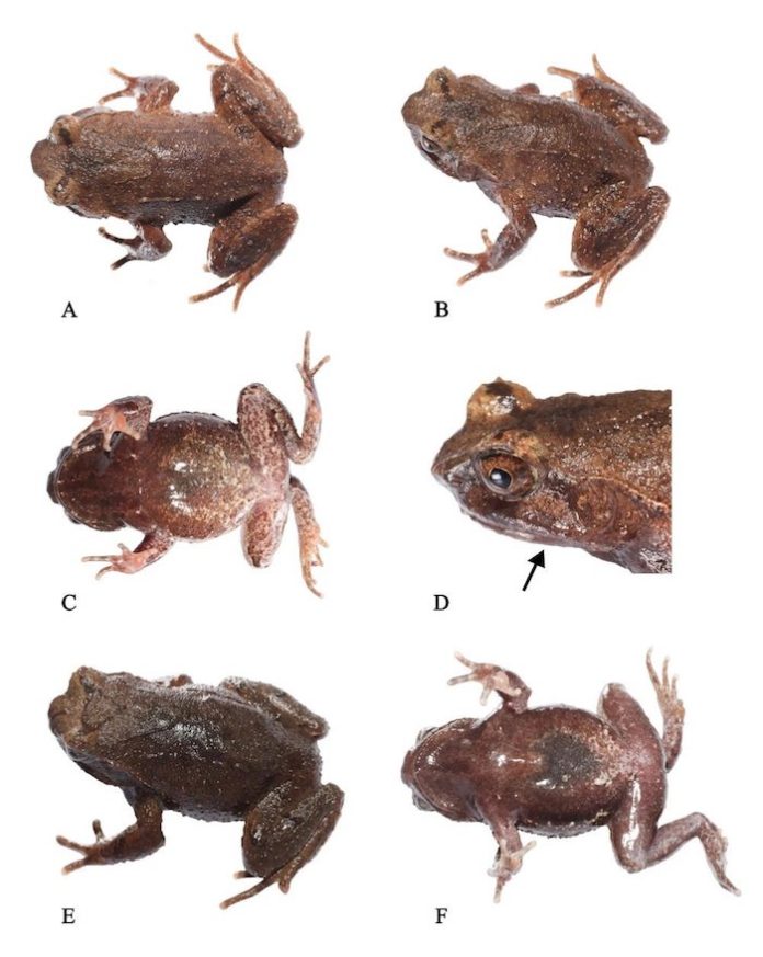 Encuentran una nueva especie de sapo en China