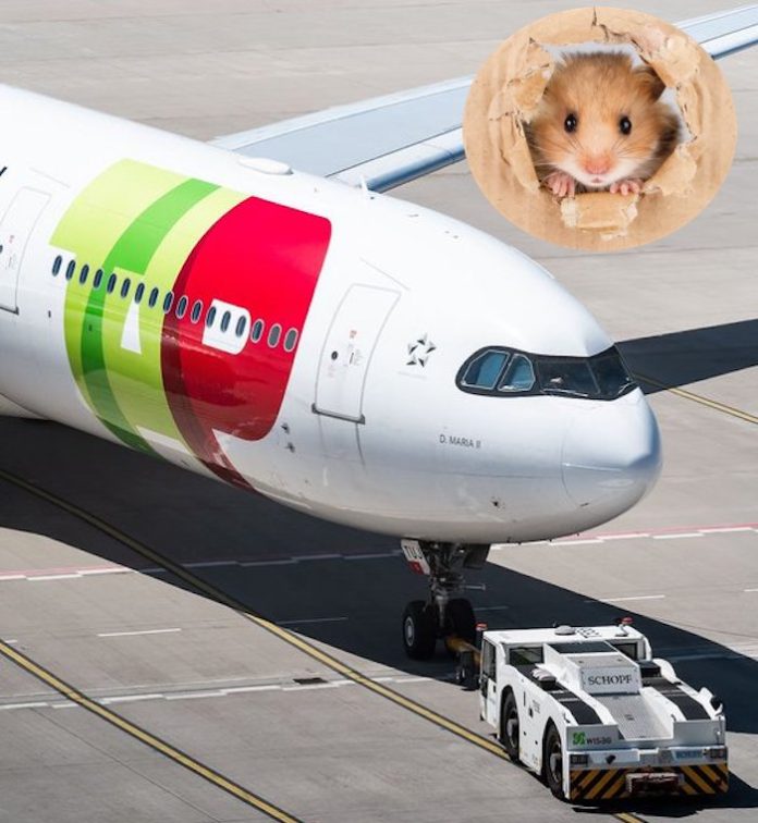 Un avión atascado en Azores por unos 130 hámsters que escaparon del compartimento de carga