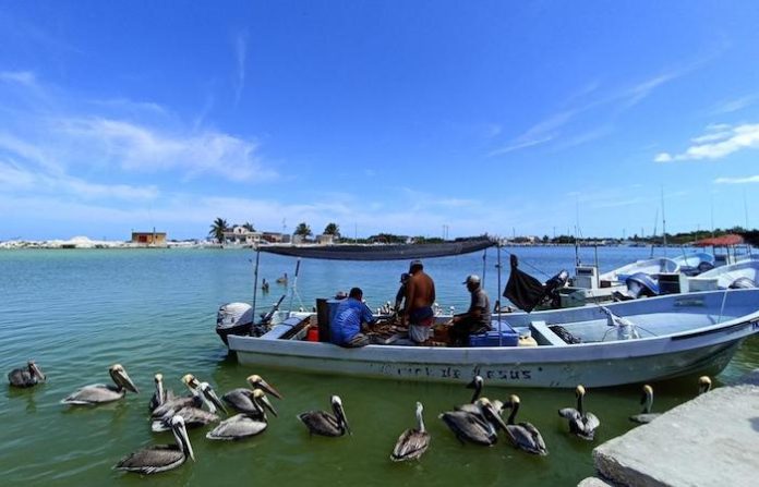 Oceana denuncia que más de 30% de las pesquerías mexicanas están deterioradas y olvidadas
