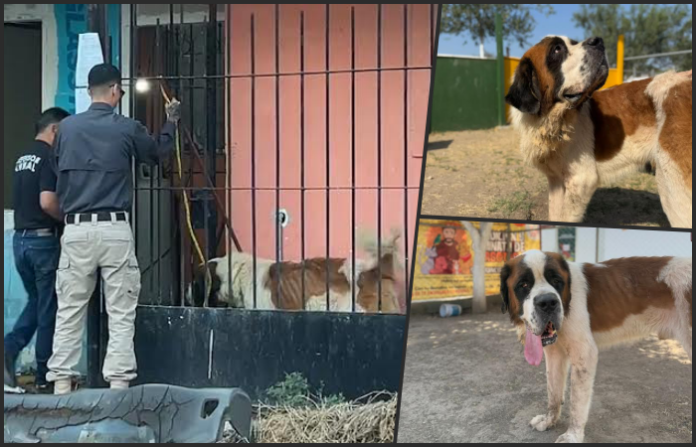 Rescatan a Rex, un perro en estado crítico por maltrato en Escobedo