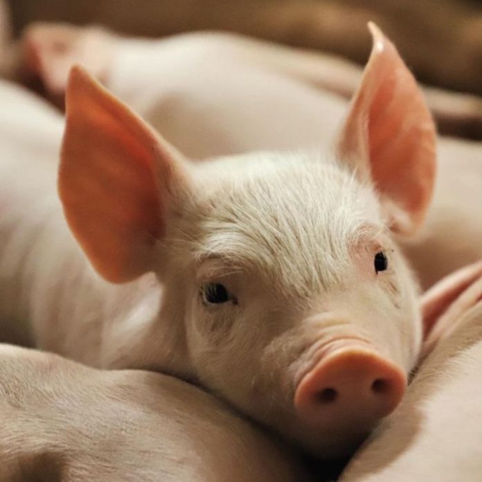 Gobierno mexicano amenaza con imponer aranceles al pollo y cerdo de EU