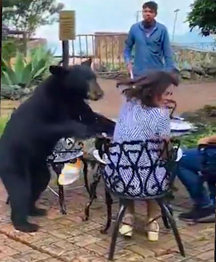 Video: Una mujer es agredida por un oso cuando está comía en paradero de Chipinque