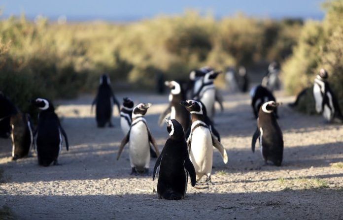 Las redes de pesca (y las sociales) condenan a los pingüinos migrantes en Sudamérica