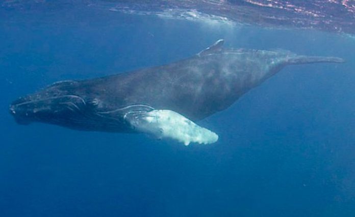 Una ballena jorobada recorre más de 13.000 kilómetros marcando récord para su especie