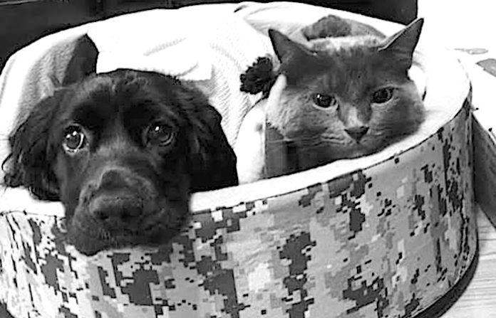 Impulsan reforma para declarar inembargables a los animales domésticos