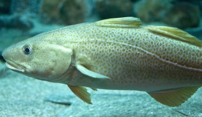 Ecologistas denuncian uso de especies amenazadas en fiestas navideñas de México