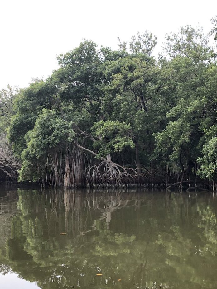 Ecologistas celebran respaldo de México a iniciativa de ONU de preservación de manglares