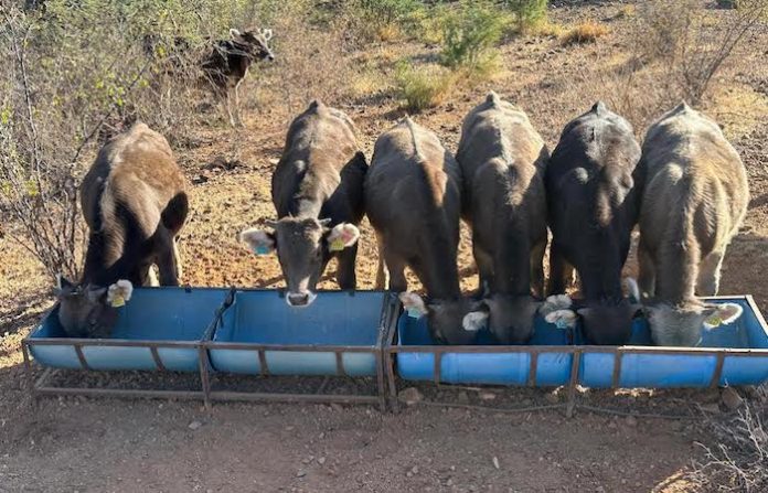 Amenaza a la ganadería mexicana por falta de control en la frontera sur