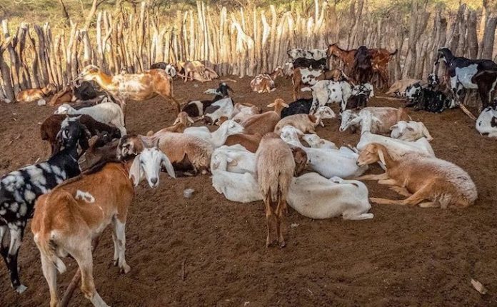 Colombia declara emergencia sanitaria en el norte del país por brote de ántrax