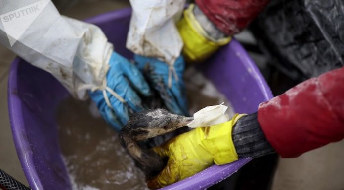Voluntarios salvan casi 1.500 aves afectadas por derrame de crudo en el estrecho de Kerch