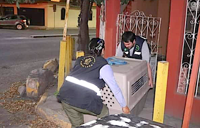 Rescatan a cuatro perros en estado de abandono en Pesquería y Guadalupe