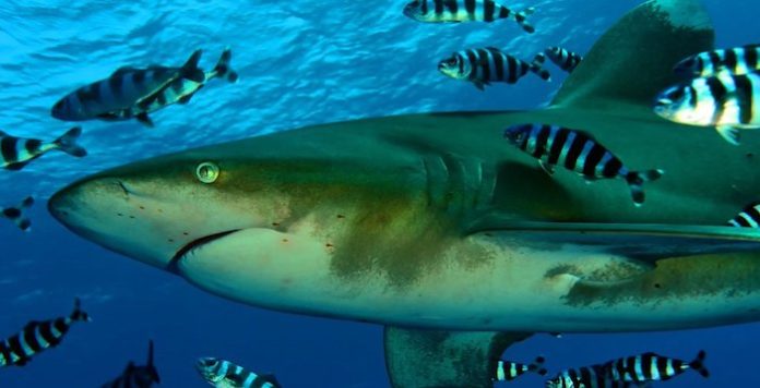 Un turista muere en un ataque de tiburón en Egipto