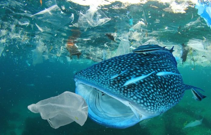 Ballena muere cerca de las costas de Hong Kong tras tragarse una bolsa de plástico