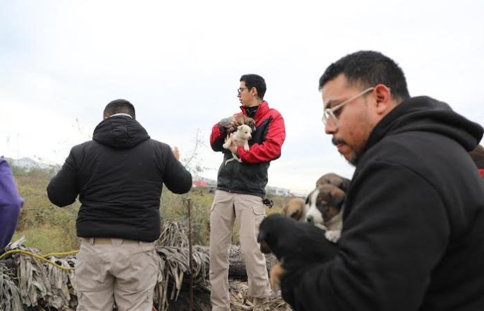 Escobedo rescata a 24 perritos abandonados del intenso frío