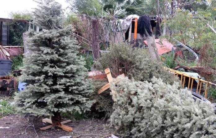 San Nicolás da nueva vida a pinos navideños con programa de reciclaje