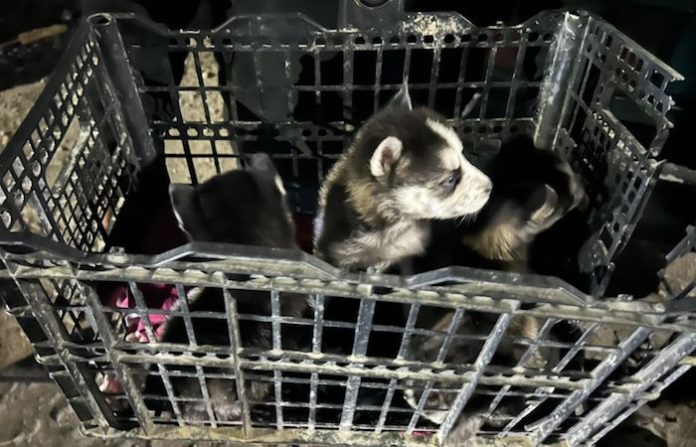 Escobedo combate la venta clandestina de animales en mercados rodantes