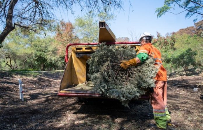 Monterrey lanza campaña de acopio y reciclaje de pinos navideños naturales