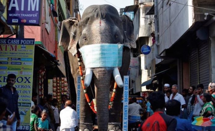 Al menos 17 heridos en estampida en la India causada por un elefante enfurecido