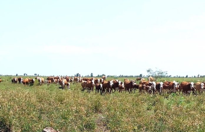 Más de 40.000 cabezas de ganado desplazadas en Paraguay por sequía extrema