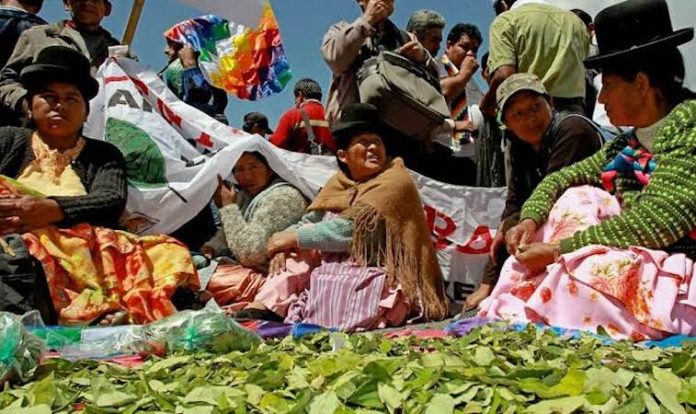 Decisión sobre despenalización de hoja de coca se tomará en marzo de 2026, dice Bolivia