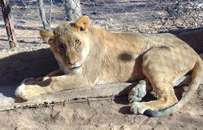 Felinos rescatados: las víctimas olvidadas de la violencia en Sinaloa