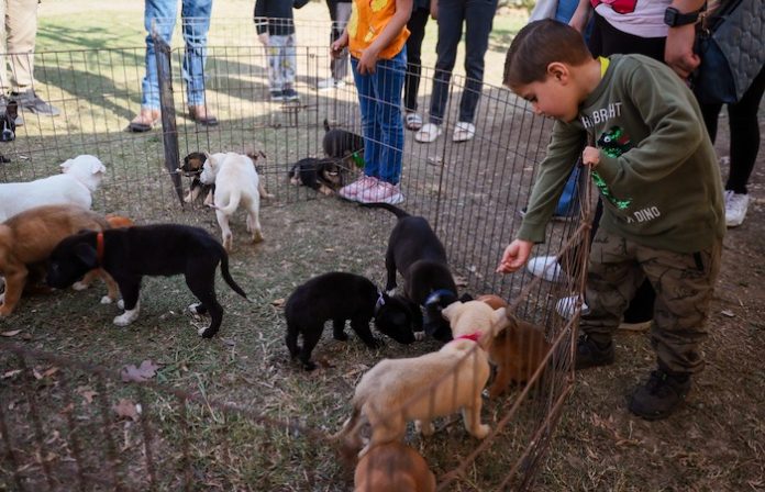 Éxito en Feria de Adopción: más de 24 perritos encuentran un hogar en Santiago