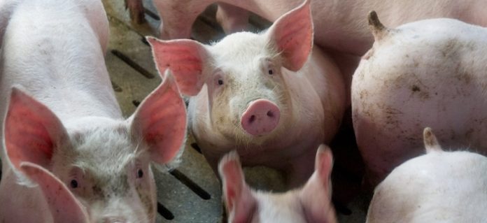 ¿Riñones de cerdo para humanos? EU autoriza pruebas al respecto