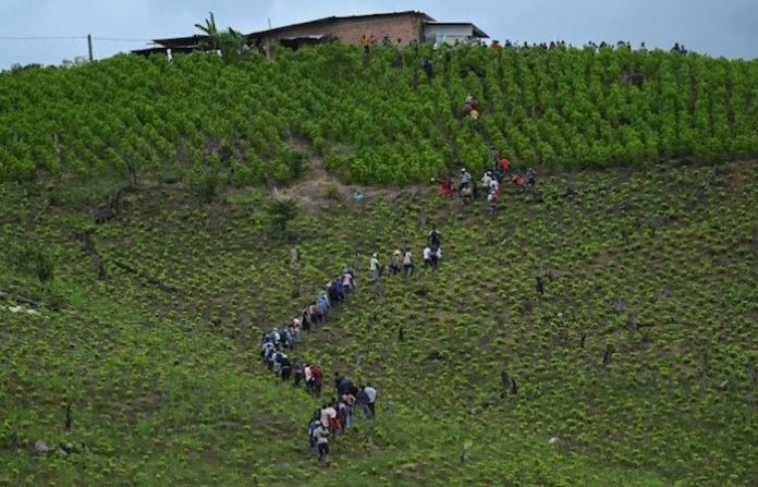 Gobierno de Colombia advierte influencia de carteles mexicanos en el suroeste del país