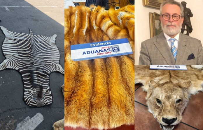 Presidente de Chile destituye a embajador en Hungría por contrabando de pieles de animales