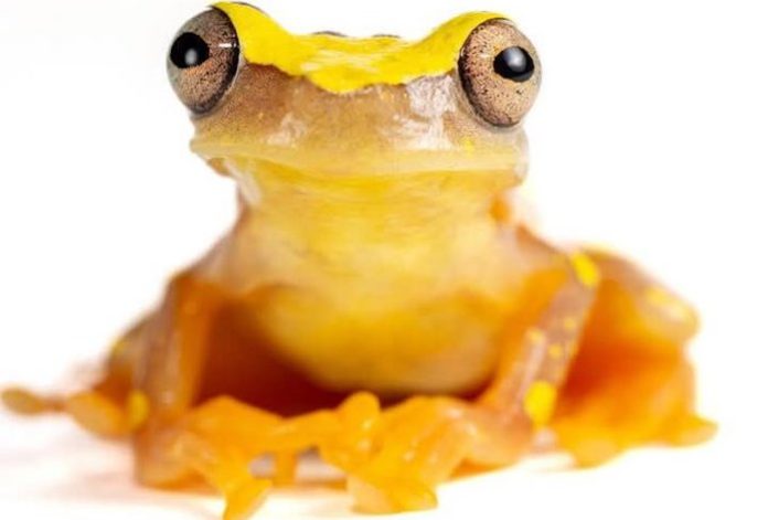 Científicos describen una nueve especie de rana descubierta en el norte de Ecuador