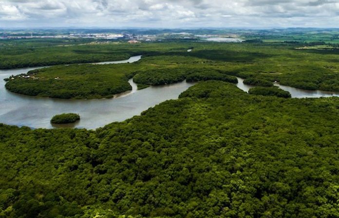 Brasil lanza plan para reforestar 50.000 hectáreas de la Amazonía