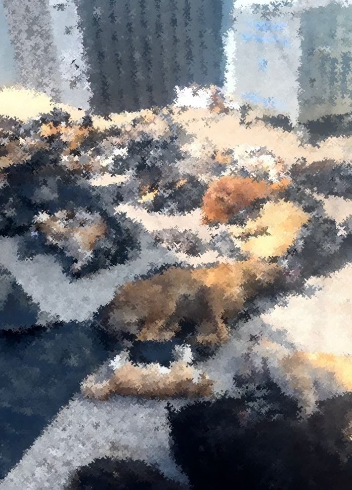 Turquía ordena capturar perros callejeros tras la muerte de una niña de dos años