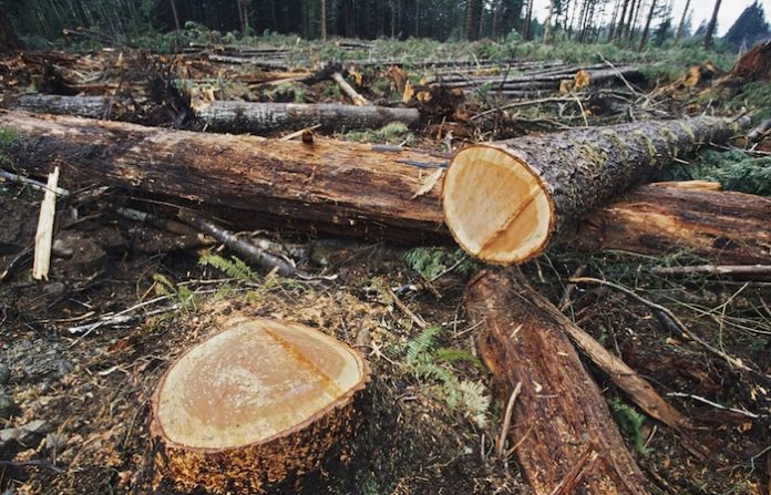 Endurecen penas contra taladores: Congreso avanza hacia una protección real de los bosques