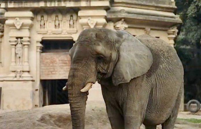 La elefanta africana Pupy se encamina a santuario en Brasil