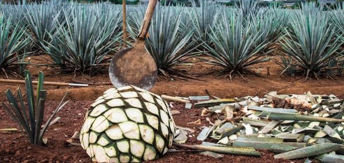 La crisis del agave en México: la otra cara del tequila