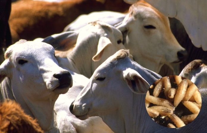 Ganaderos del Mercosur buscan soluciones contra el gusano barrenador tras brote en México