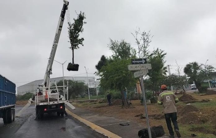 Apodaca siembra futuro: reforestan espacio urbano para devolverle vida a Paseo de las Flores