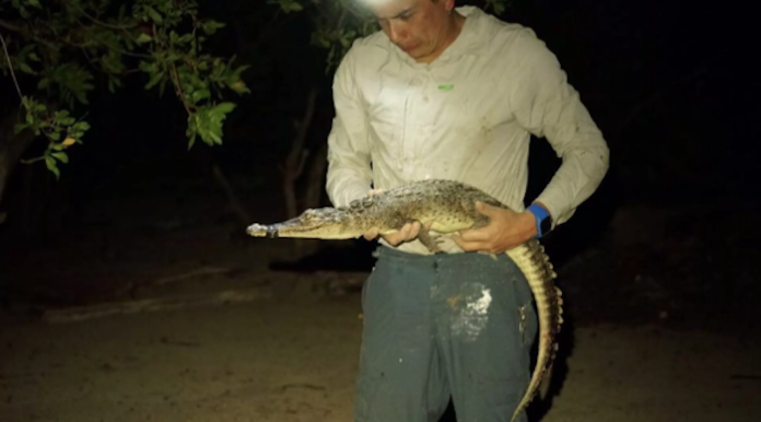 Científicos encuentran dos nuevas especies de cocodrilo en México