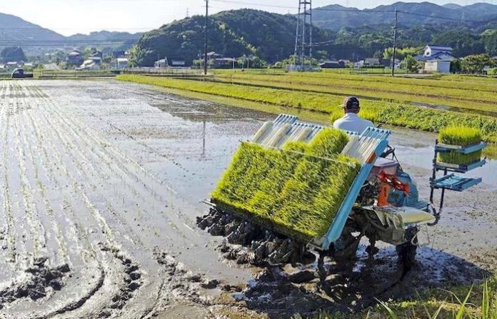 El precio del arroz en Japón crece un 102 % interanual en abril